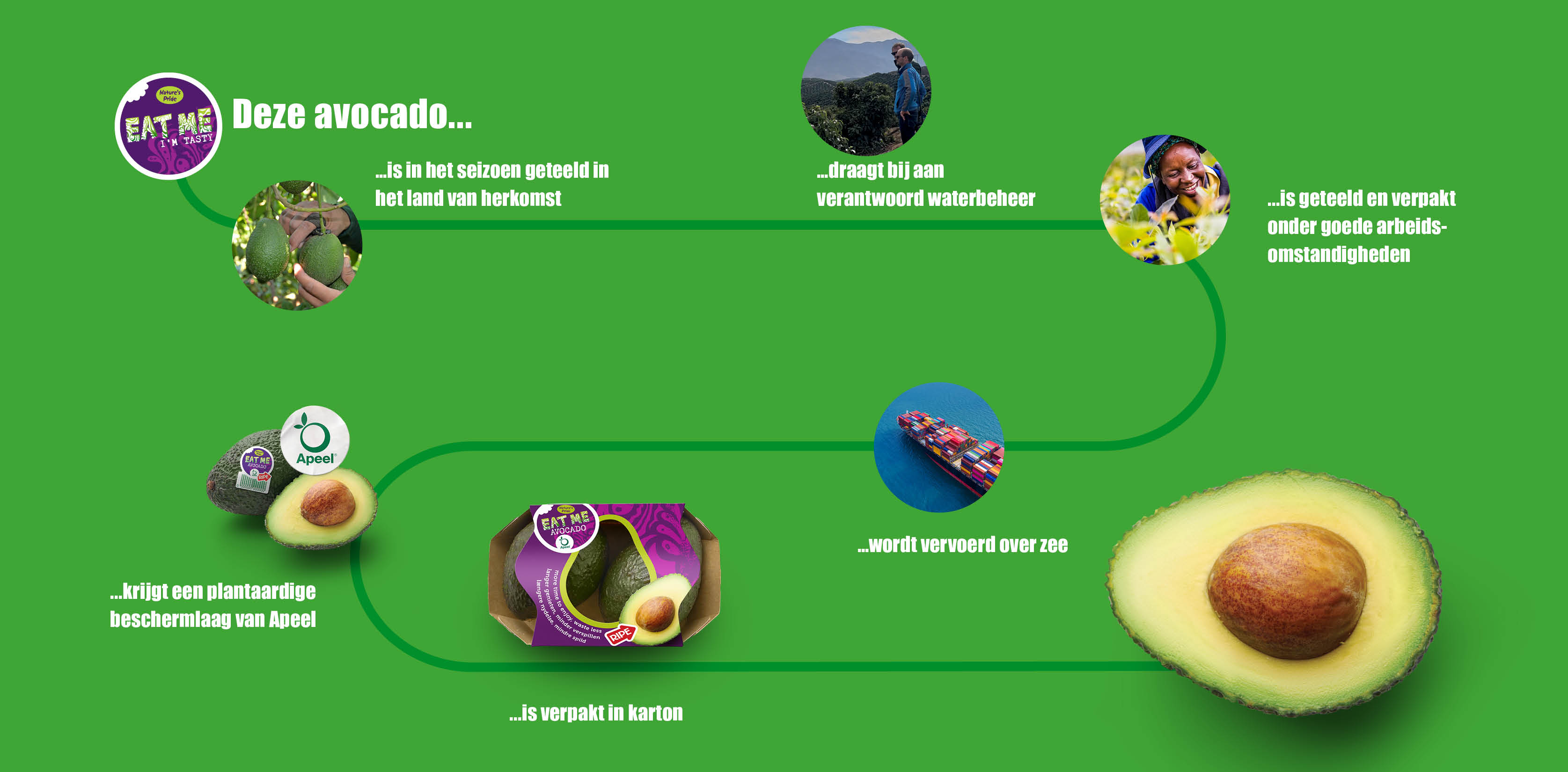 Avocado